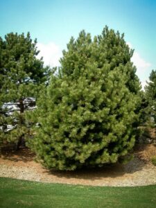 Сосна Чёрная (Pinus Nigra) купить по цене от 270.00р. в интернет-магазине «Посадика» с доставкой почтой в в Байкальске и по всей России – [изображение №1].