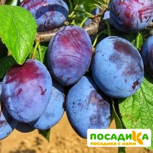 Слива Чачакская ранняя купить по цене от 229.00р. в интернет-магазине «Посадика» с доставкой почтой в в Байкальске и по всей России – [изображение №1].