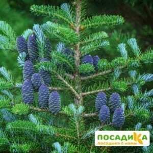 Пихта корейская (Abies koreana) купить по цене от 450.00р. в интернет-магазине «Посадика» с доставкой почтой в в Байкальске и по всей России – [изображение №1].