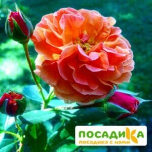 Роза Арабия купить по цене от 350.00р. в интернет-магазине «Посадика» с доставкой почтой в в Байкальске и по всей России – [изображение №1].