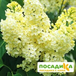 Сирень Примроуз (Primrose) купить по цене от 529.00р. в интернет-магазине «Посадика» с доставкой почтой в в Байкальске и по всей России – [изображение №1].