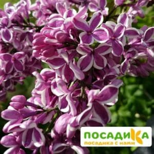 Сирень Сенсация купить по цене от 529.00р. в интернет-магазине «Посадика» с доставкой почтой в в Байкальске и по всей России – [изображение №1].