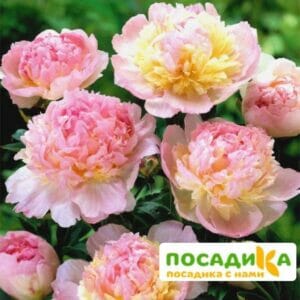 Пион Распберри Сандей (Paeonia Raspberry Sundae) купить по цене от 959р. в интернет-магазине «Посадика» с доставкой почтой в в Байкальске и по всей России – [изображение №1].