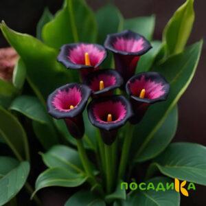 Калла Аура Лейс купить по цене от 400р. в интернет-магазине «Посадика» с доставкой почтой в в Байкальске и по всей России – [изображение №1].