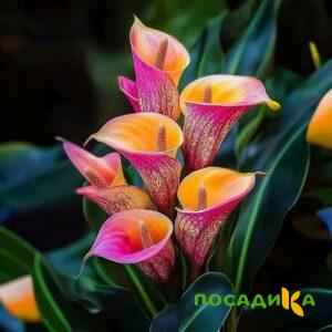 Калла Оникс купить по цене от 450р. в интернет-магазине «Посадика» с доставкой почтой в в Байкальске и по всей России – [изображение №1].