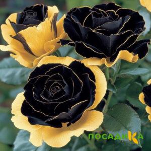 Роза Ханни Сикл купить по цене от 700р. в интернет-магазине «Посадика» с доставкой почтой в в Байкальске и по всей России – [изображение №1].