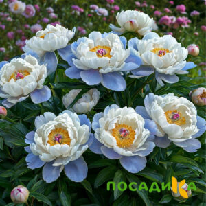 Пион акварельный Этюд купить по цене от 806р. в интернет-магазине «Посадика» с доставкой почтой в в Байкальске и по всей России – [изображение №1].
