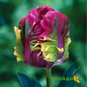 Тюльпан Экзотик Хэвен купить по цене от 186р. в интернет-магазине «Посадика» с доставкой почтой в в Байкальске и по всей России – [изображение №1].