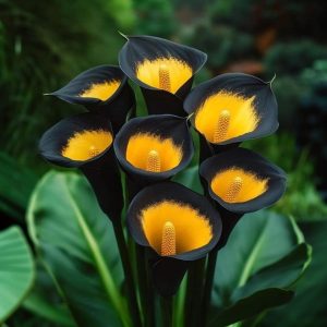 Калла Легато купить по цене от 620р. в интернет-магазине «Посадика» с доставкой почтой в в Байкальске и по всей России – [изображение №1].