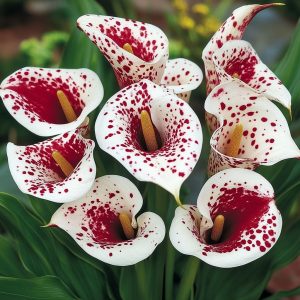 Калла Эмпайр купить по цене от 302р. в интернет-магазине «Посадика» с доставкой почтой в в Байкальске и по всей России – [изображение №1].