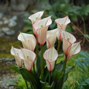 Калла Глейшер купить по цене от 299р. в интернет-магазине «Посадика» с доставкой почтой в в Байкальске и по всей России – [изображение №1].