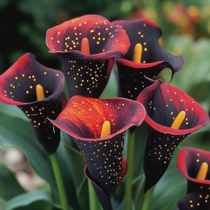 Калла Нуар купить по цене от 299р. в интернет-магазине «Посадика» с доставкой почтой в в Байкальске и по всей России – [изображение №1].