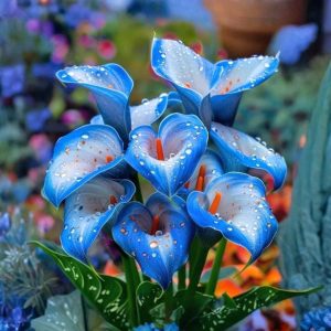 Калла Портрейт купить по цене от 292р. в интернет-магазине «Посадика» с доставкой почтой в в Байкальске и по всей России – [изображение №1].