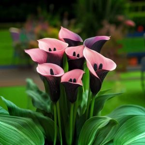 Калла Энигма купить по цене от 291р. в интернет-магазине «Посадика» с доставкой почтой в в Байкальске и по всей России – [изображение №1].