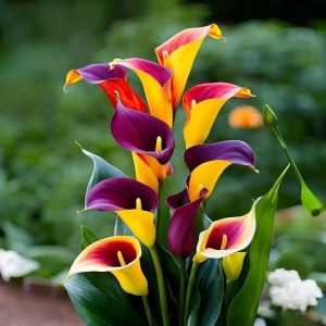 Калла Кристалл купить по цене от 450р. в интернет-магазине «Посадика» с доставкой почтой в в Байкальске и по всей России – [изображение №1].